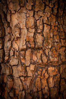 Bark of Pine Tree. Texture. Close up