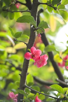 scarlet Malus spectabilis flower in a garden at spring