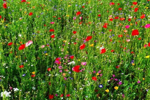 full of blooming flowers on spring meadow