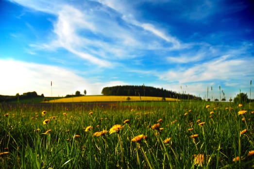  meadow full of flowers and grass with blue sky and dandelions