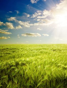 sunset over agricultural green field