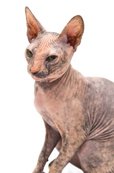 Young Don Sphynx on white background