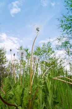 old dandelion in green grass field and blue sky