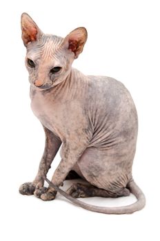 Young Don Sphynx on white background