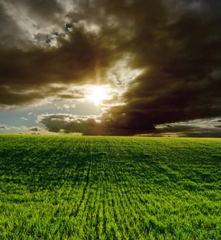 agricultural green field and dramatic sunset