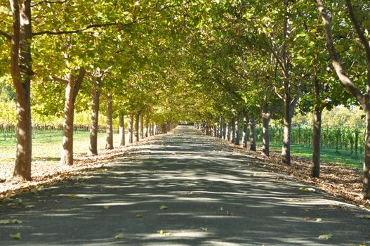 Alley of Trees on a Summer Day