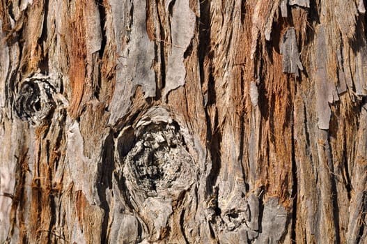 Giant Redwood Tree Background