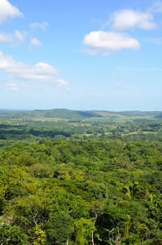 Tropical Rainforest Canopy