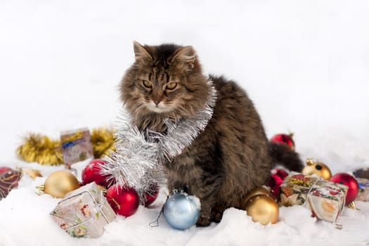 cat in the winter is among the gifts