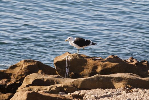 A lone seagull rests on rocks on a beach, South Africa