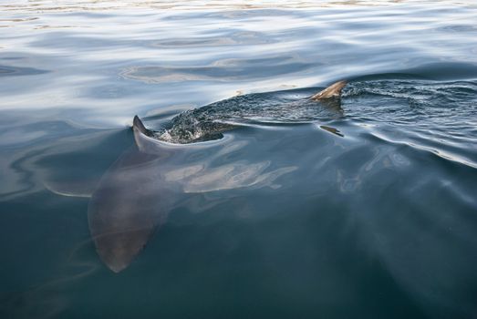A great white sharks fins break the waters surface as it swims towards the camera