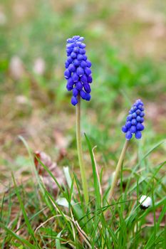 Bluebells flower (Grape Hyacinth, Muscari armeniacum) 