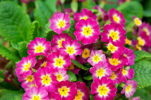 beautiful primulas on green grass background 