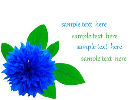 cornflower isolated on white background with with room for text 