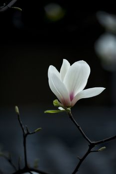 Magnolia denudata flower in a garden at spring