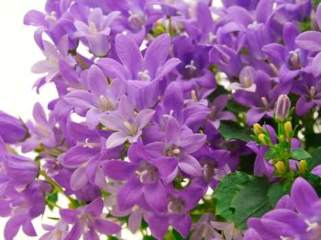 campanula flowers