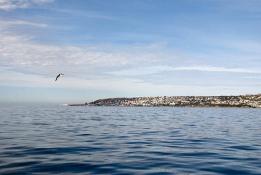 Picturesque image of Mossel Bay with a sea bird flying past