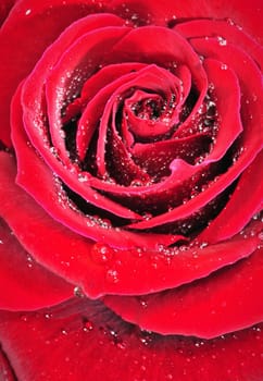 A red rose with droplets  on petals, close-up