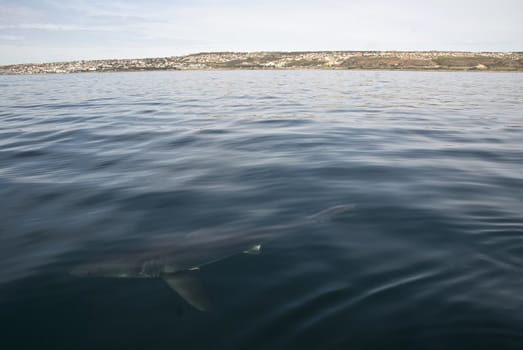 A great white shark swims beneath the waters surface