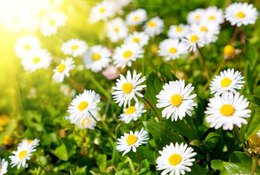 Daisies in a meadow with sunlight, close-up 