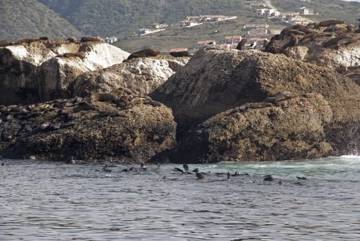 Seals swimming in the water around Mossel Bays Seal Island