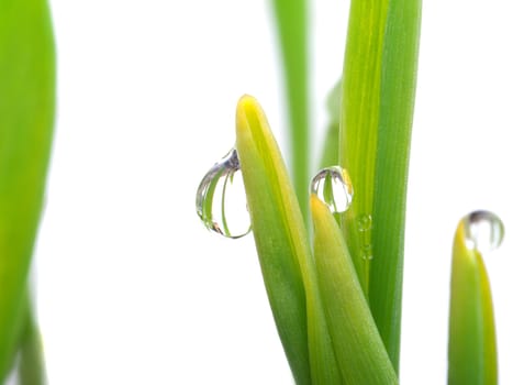 Drops on green young grass, Isolated on white background 