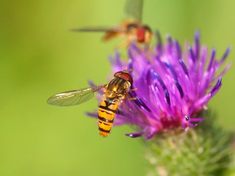 bur thorny flower with bee. (Arctium lappa) on green background 