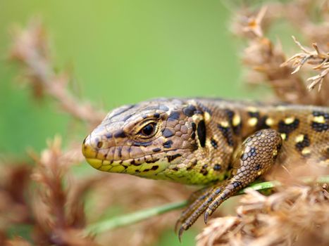 Sand Lizard (Lacerta agilis) 