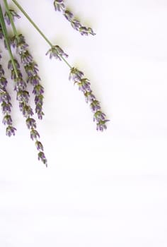 bunch of lavender flowers isolated on white background

