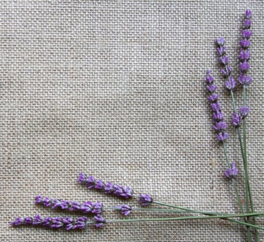Bunch of lavender flowers on sackcloth background