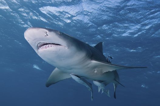A close up on a lemon shark swimming by, Bahamas