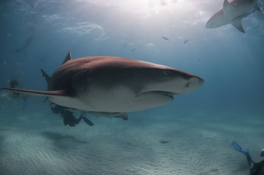 A close up on a lemon shark swimming near divers, Bahamas