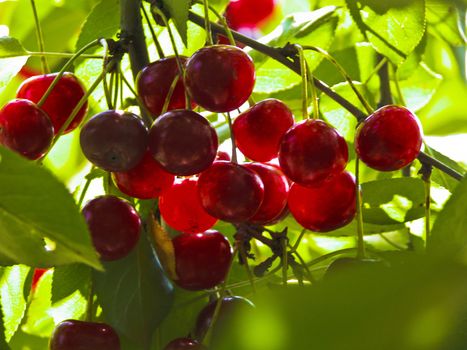 hand(brush) ripened cherries at solar june day