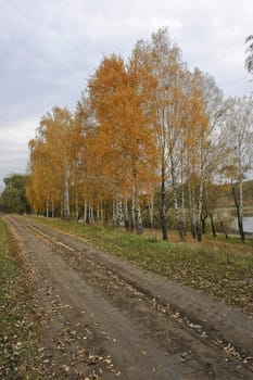 autumn landscape with(since) birch along road beside(at;by) lake