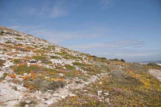 Colorful flowers growing along a trail on a hill, Western Cape, South Africa