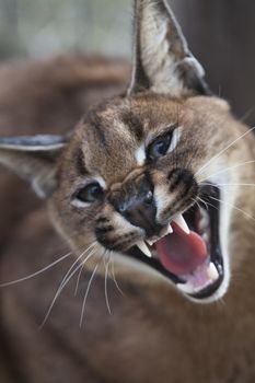 Close up of a Caracal in a game reserve, South Africa