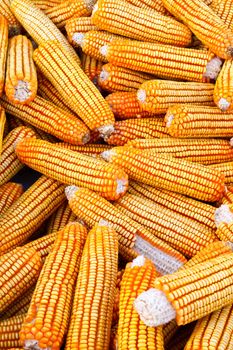 Dried corn background