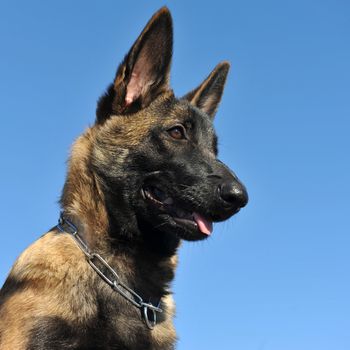 puppy  belgian sheepdog malinois on a blue sky