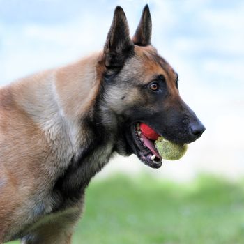 picture of a purebred belgian sheepdog malinois and two balls in his mouth