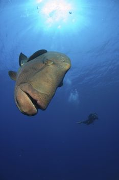 Napoleon Wrasse swimming around, Red Sea, Egypt