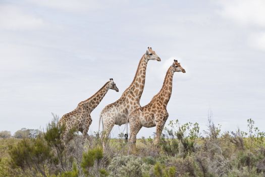 A group of giraffes standing together in the grassland, Western Cape, South Africa