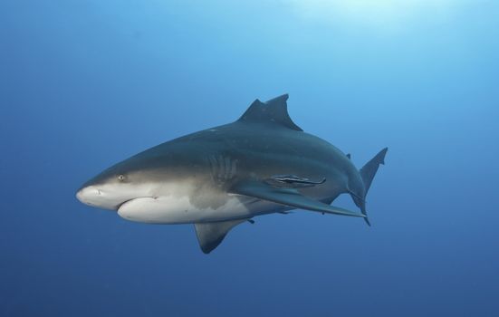 The side view of a bull shark with a broken fin, Pinnacles, Mozambique