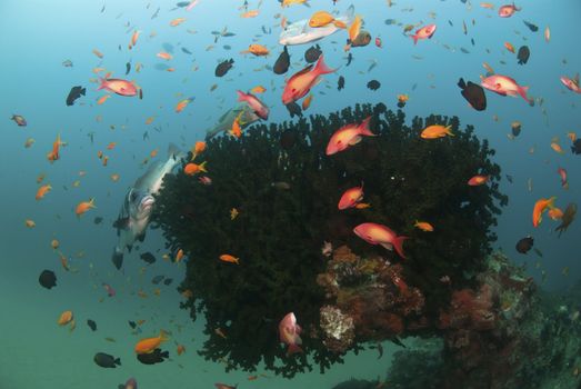 A colorful school of fish swimming around a sea plant, Sodwana Bay, South Africa