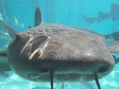 Nurse shark face