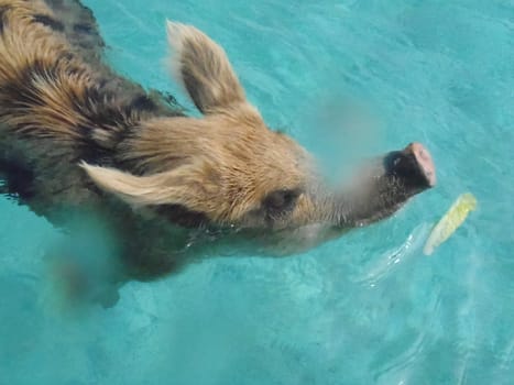 swimming big