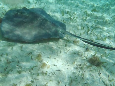 Swimming ray