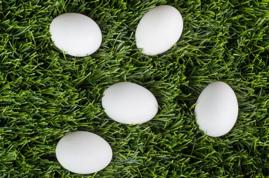 eggs is in the green grass. Close-up.