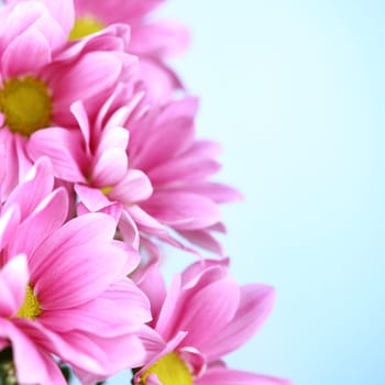 pink chrysanthemum macro close up