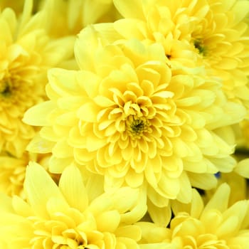 yellow chrysanthemum macro close up