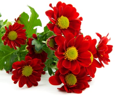 red chrysanthemum bouquet isolated on white 